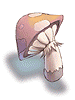 Orange Net Mushroom